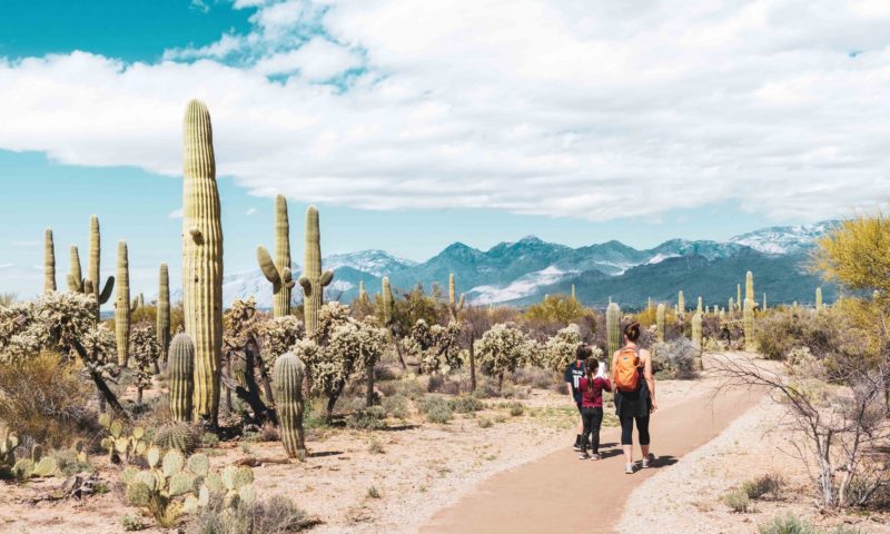 Parkseekers Saguaro